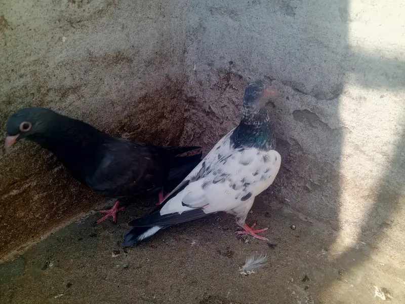 pigeons purchaser — photo 2