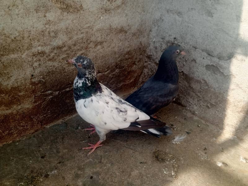 pigeons purchaser 2
