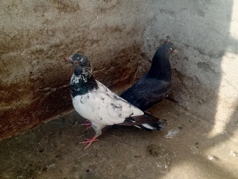 pigeons purchaser — photo 3