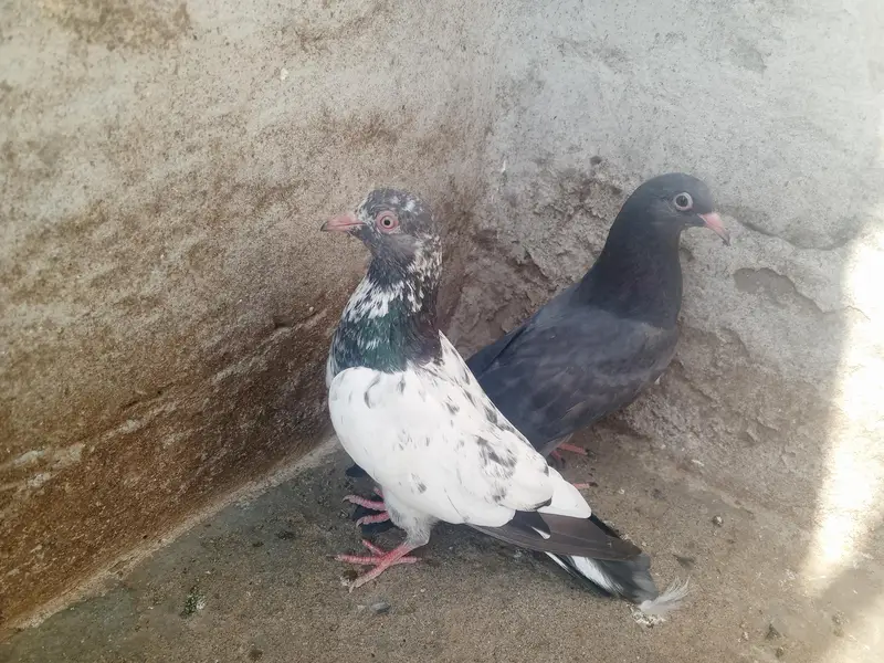 pigeons purchaser — photo 4