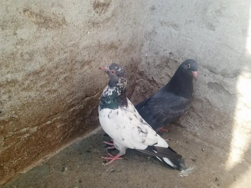 pigeons purchaser — photo 5