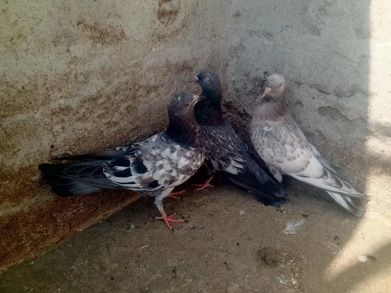 pigeons purchaser — photo 6