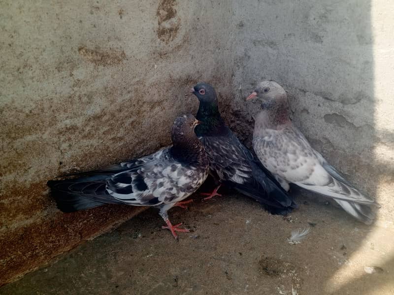 pigeons purchaser 6