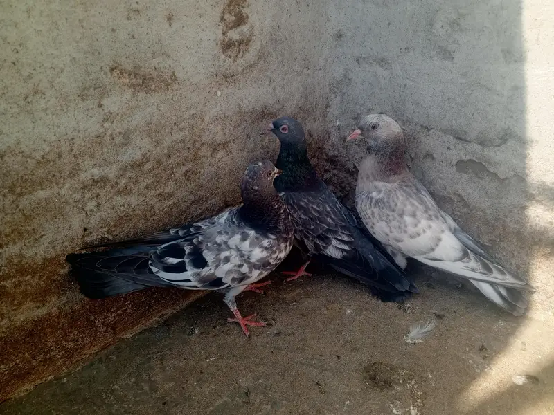 pigeons purchaser — photo 7