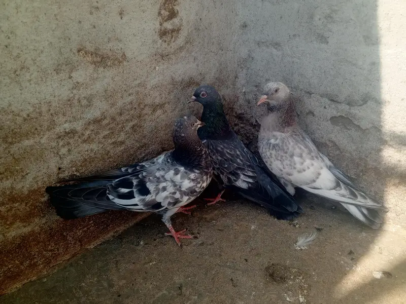 pigeons purchaser — photo 8
