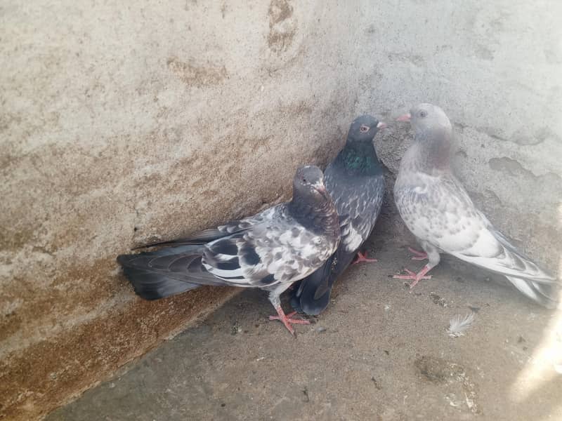 pigeons purchaser 8