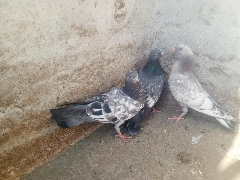 pigeons purchaser — photo 9