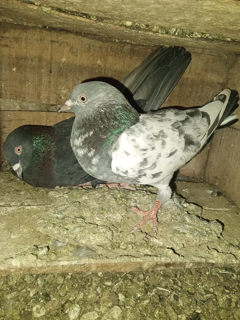 pigeons purchaser — photo 10