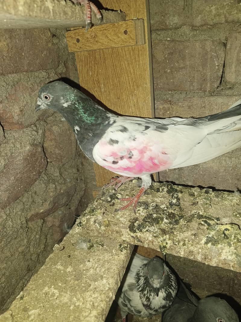pigeons purchaser 10