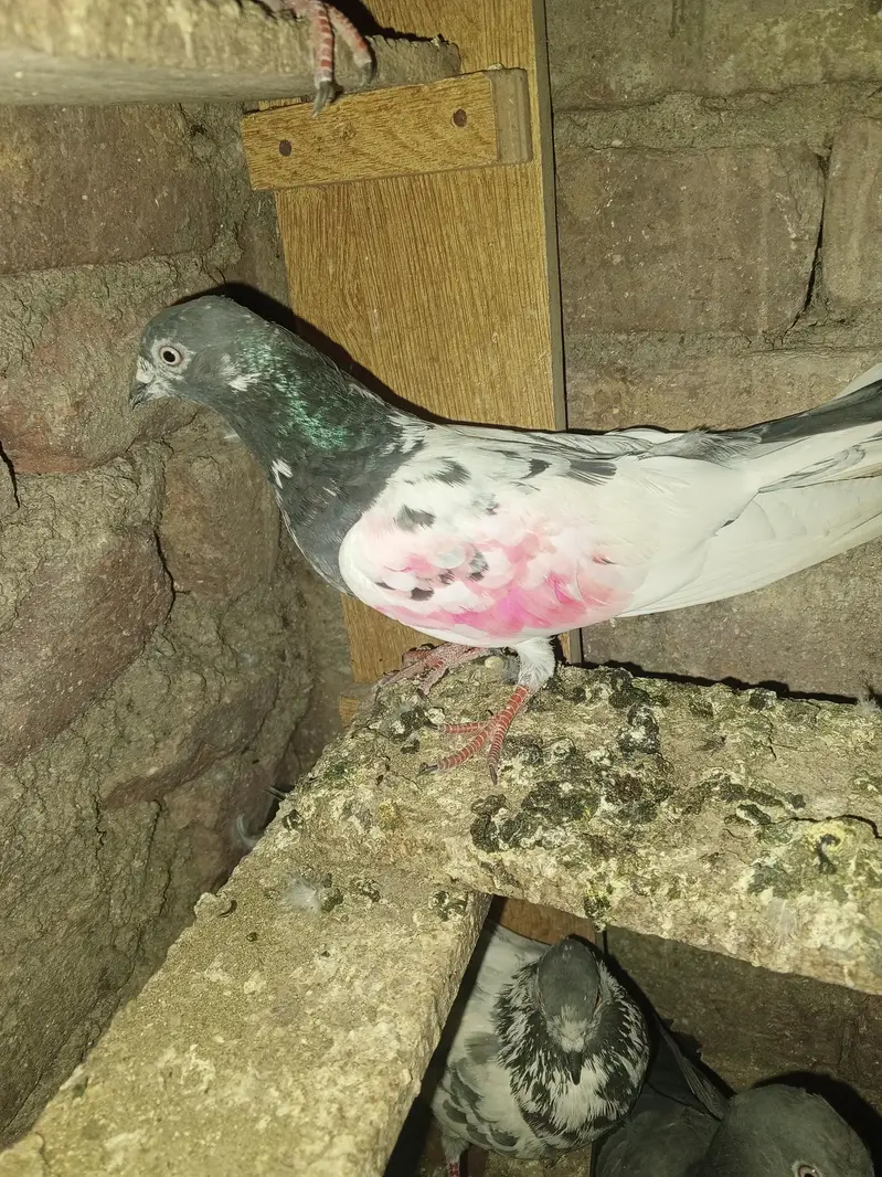 pigeons purchaser — photo 11