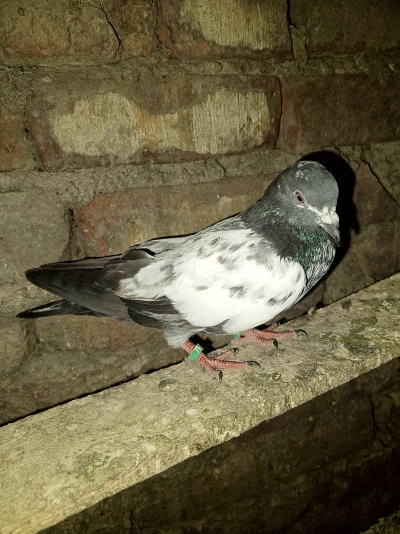 pigeons purchaser 11