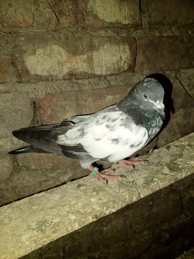 pigeons purchaser — photo 12
