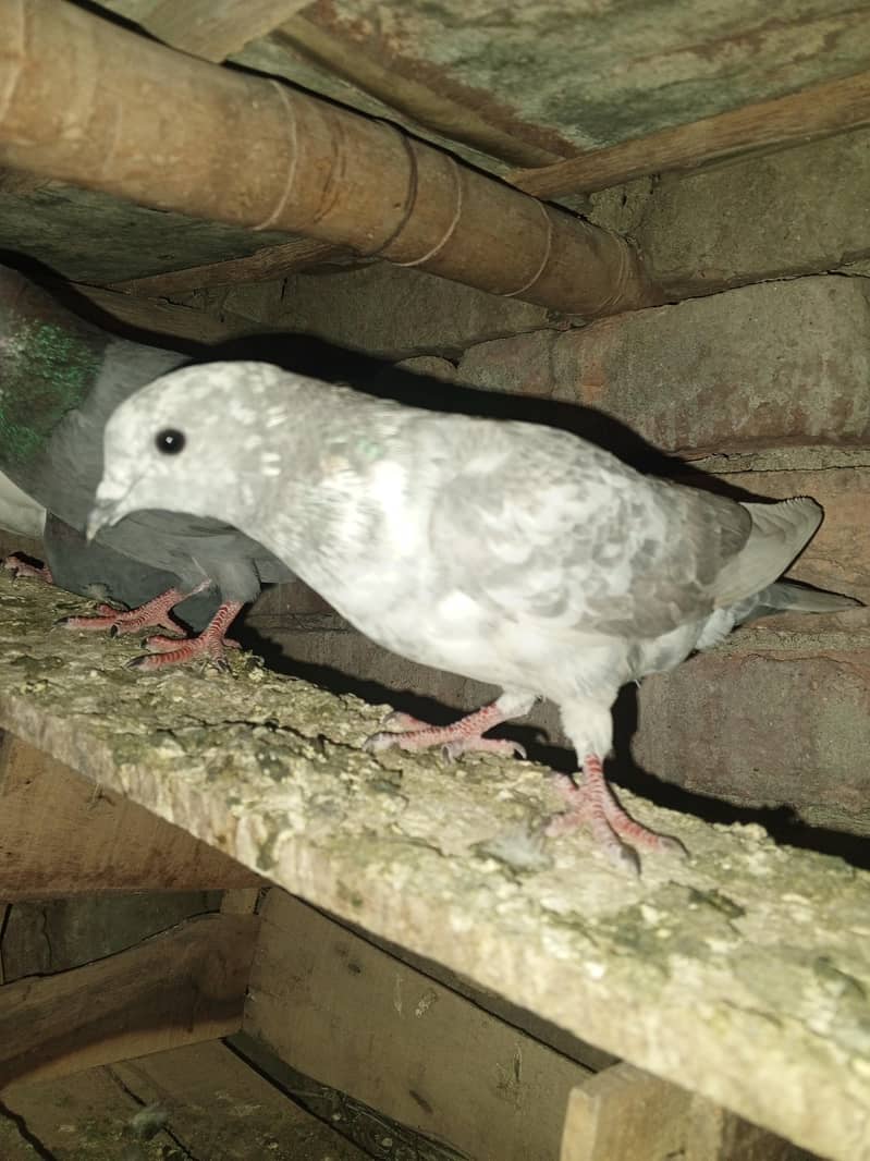 pigeons purchaser 12
