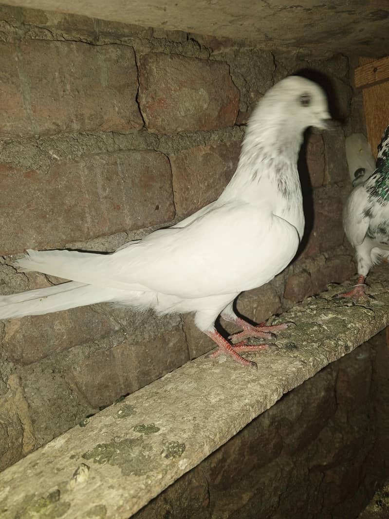 pigeons purchaser 13