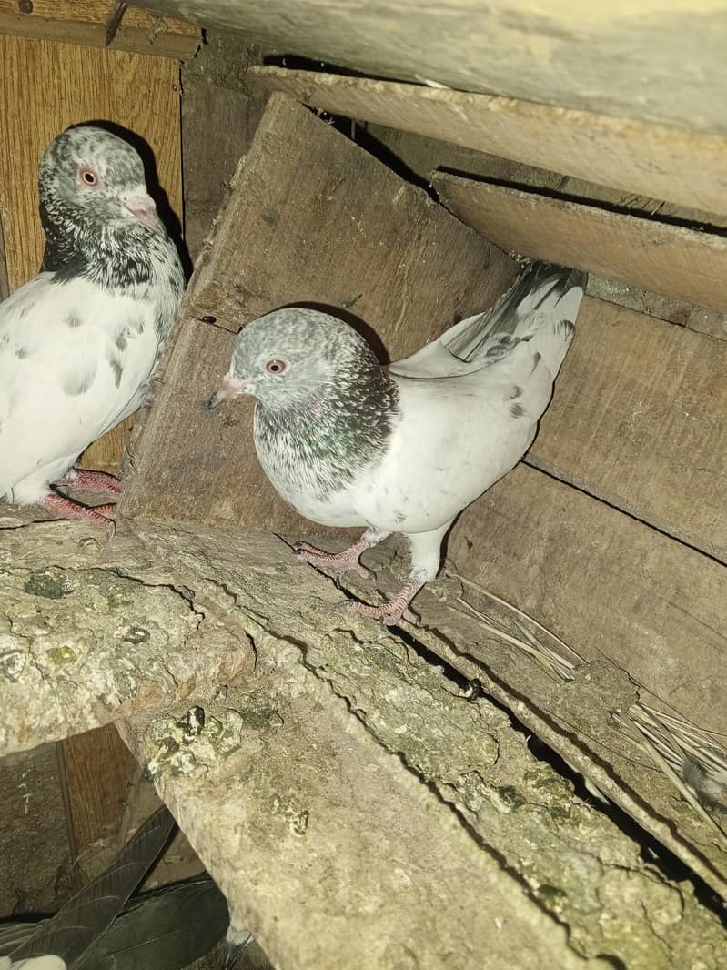 pigeons purchaser 14