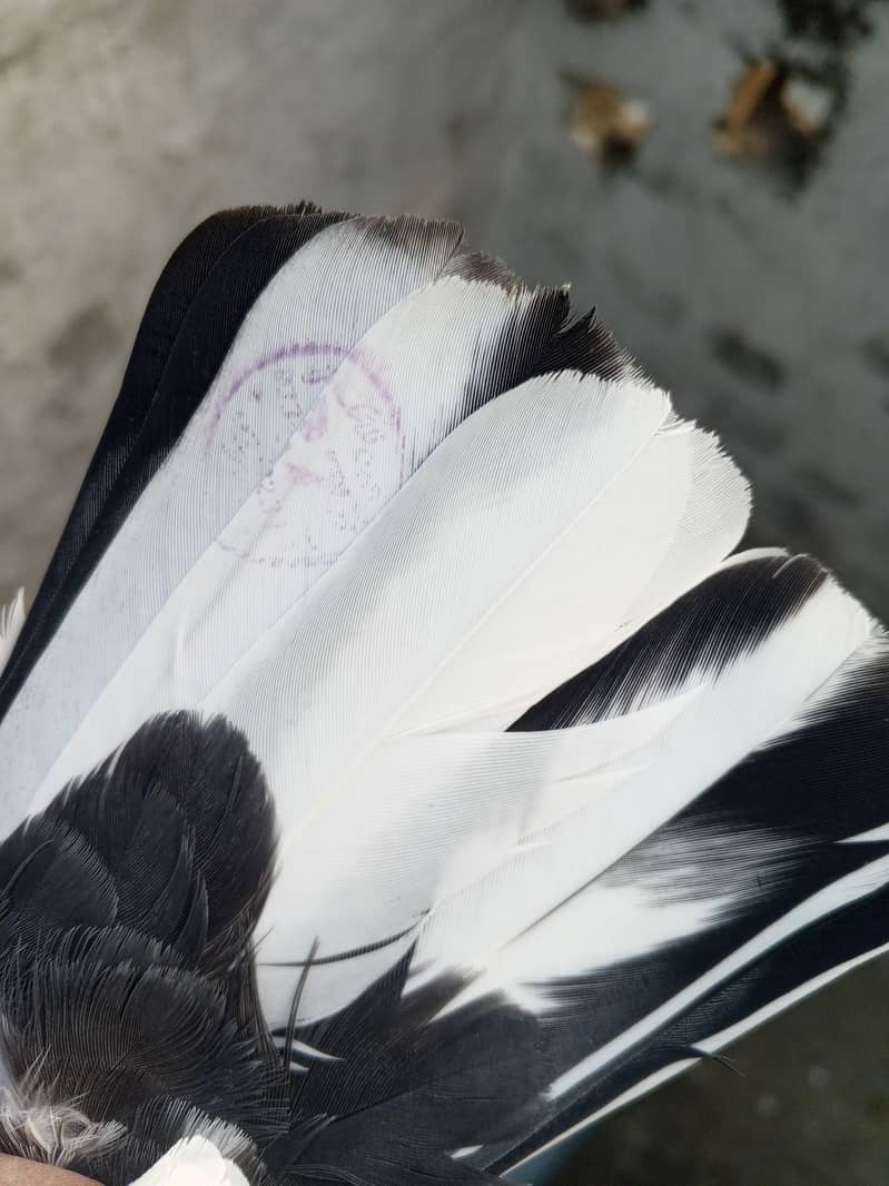 pigeons purchaser 15