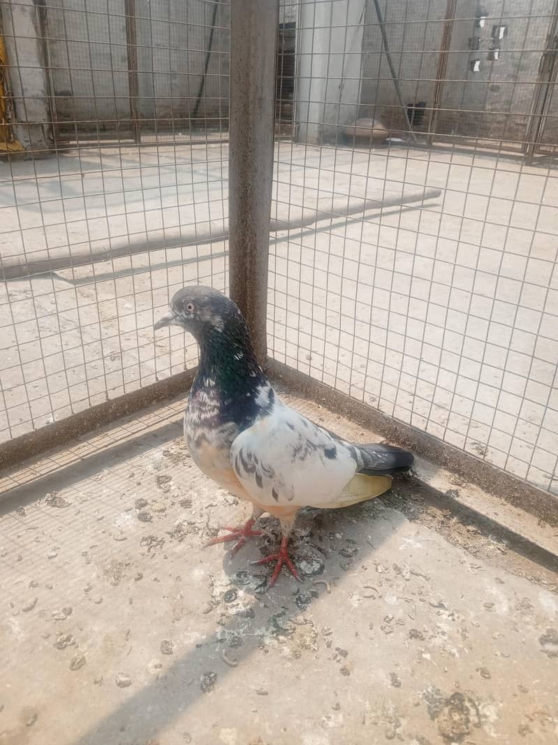 pigeons purchaser 16