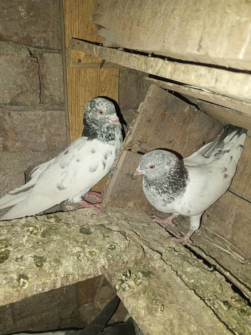 pigeons purchaser 17