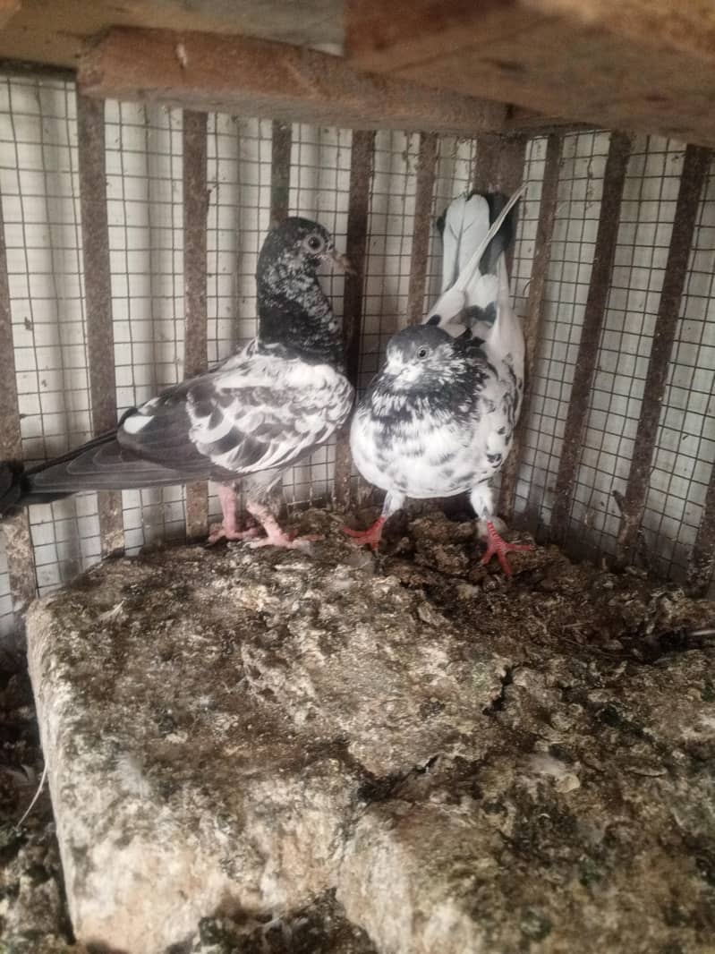 pigeons purchaser 18