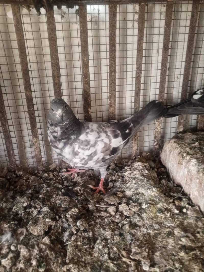 pigeons purchaser 19