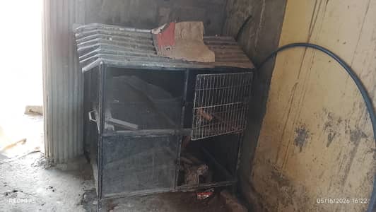 chicken cage