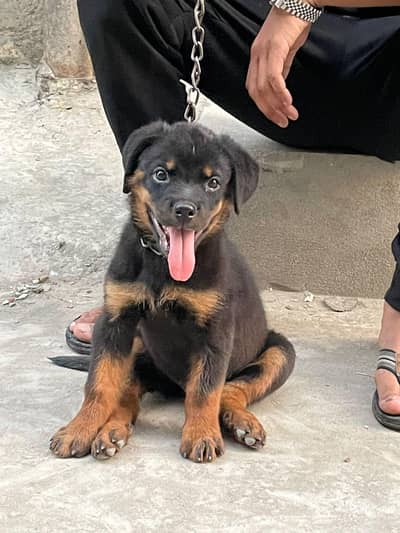rottweiler female puppy available
