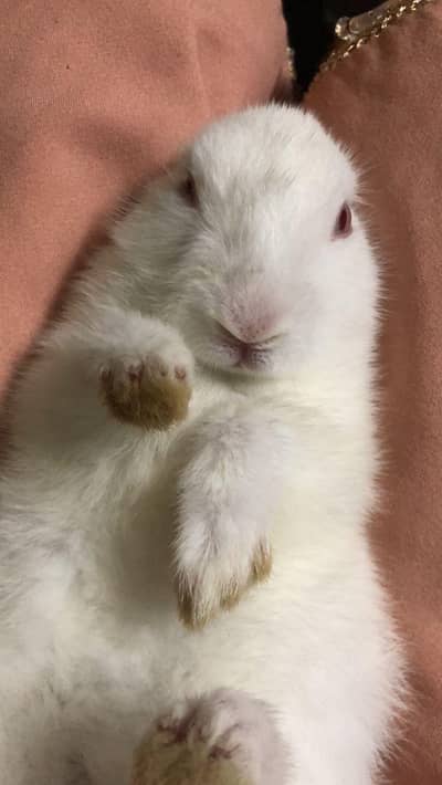 rabbit baby