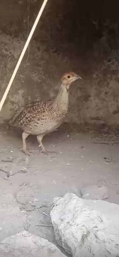 Dekhni teeter