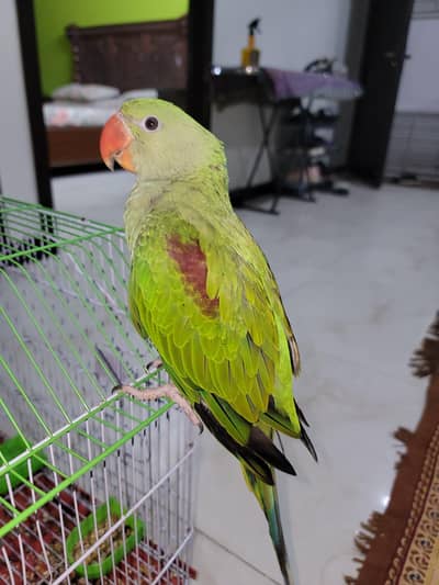 5 Months Raw Parrot Baby hand taim.