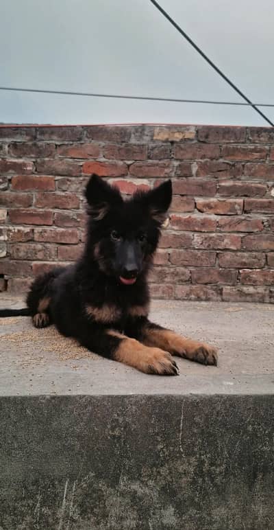 pure german