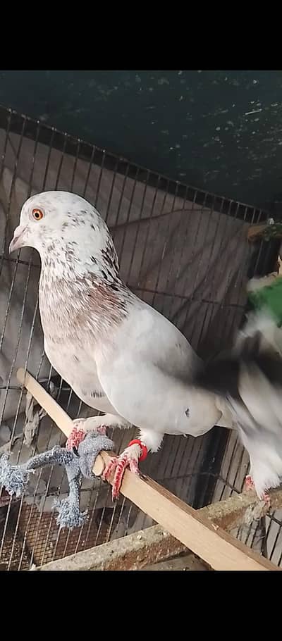 kabli
