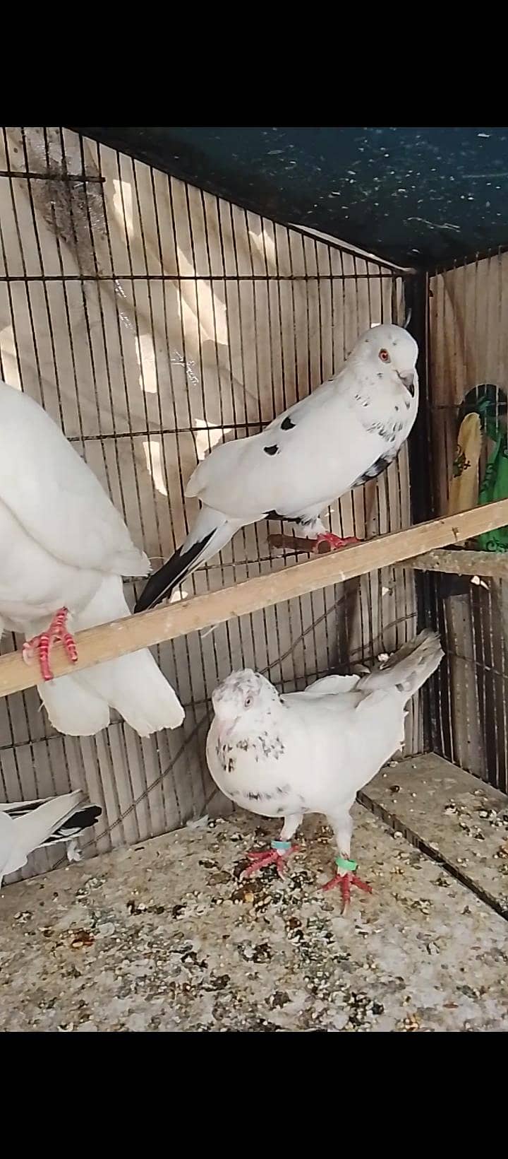 kabli 7