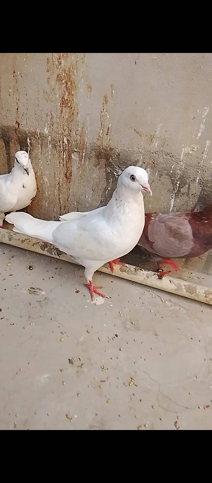 kabli 15