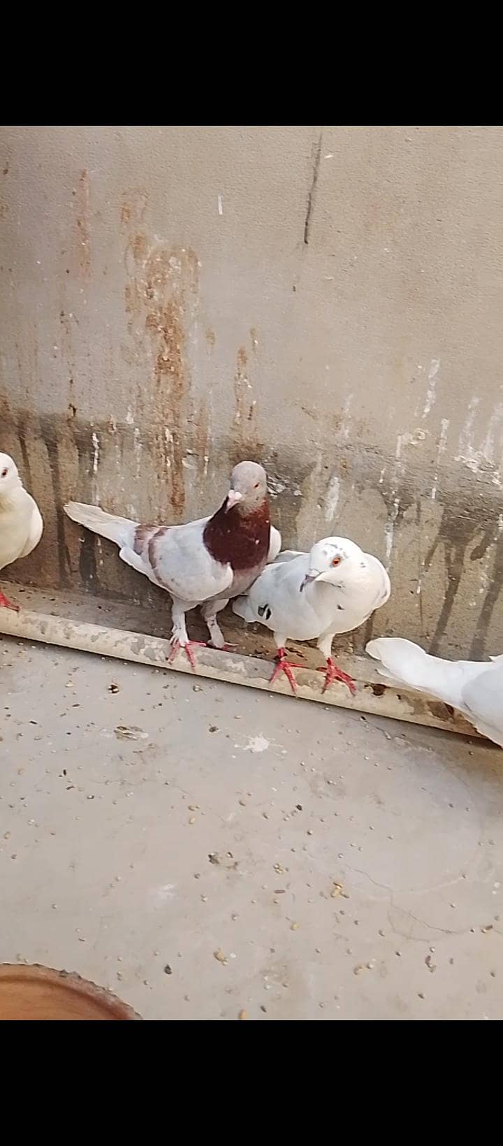 kabli 17
