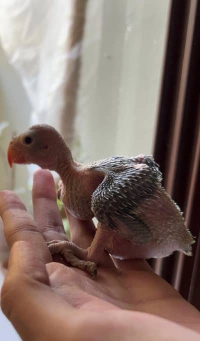 green ringneck chick available