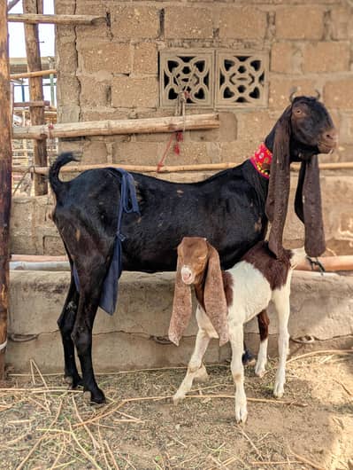 beautiful Goats