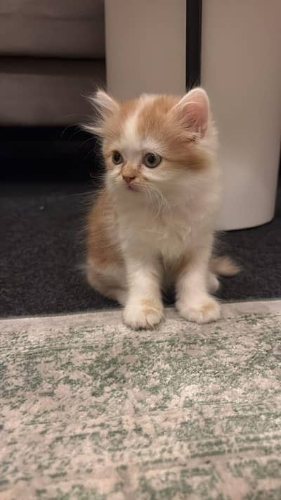 Double Punch Triple-Coated Persian Cat