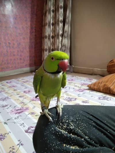green parrot male