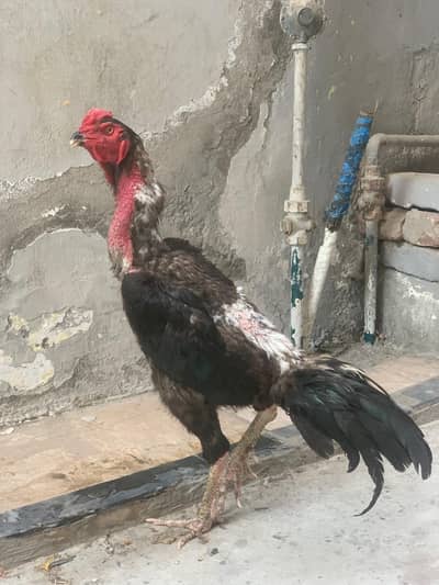 shamo breeder pair