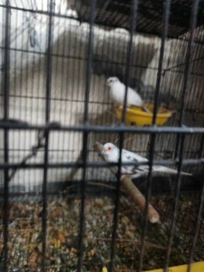 pied quality pair wash quality