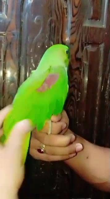 hand Tame self chicks