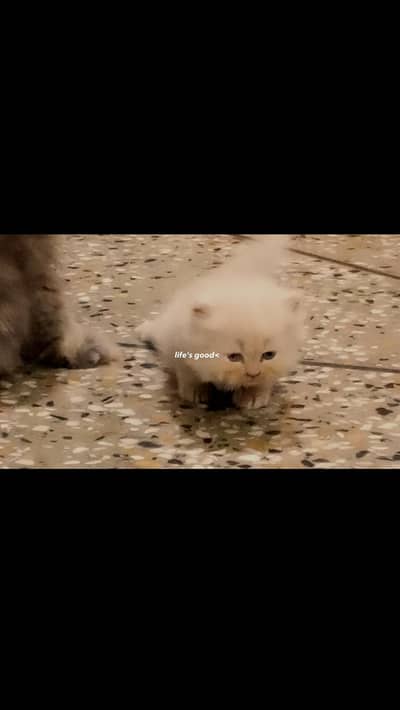 Persian Kittens available hain with parents