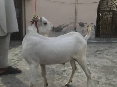 4 Teda for sale 2 male 2 female for sale in reasonable price