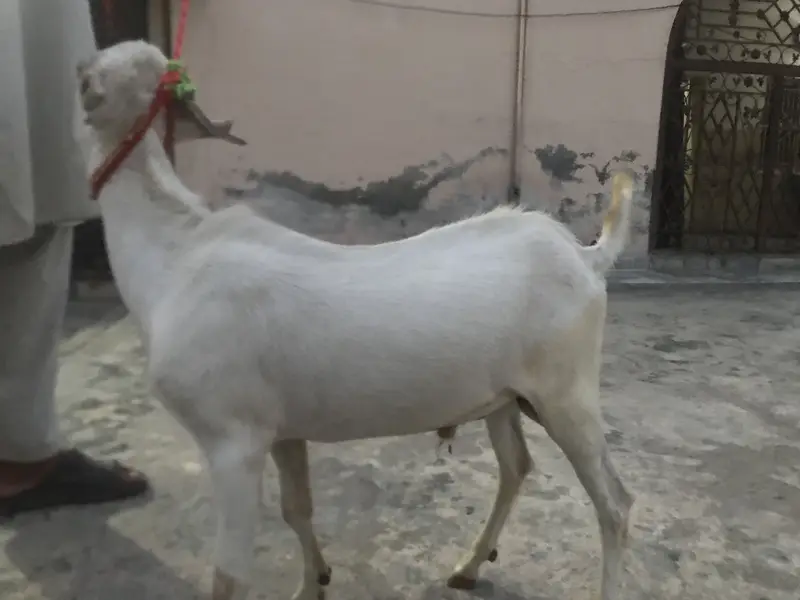 4 Teda for sale 2 male 1 female for sale in reasonable price — photo 2