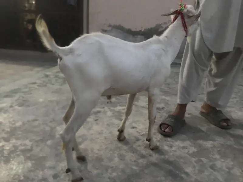 4 Teda for sale 2 male 1 female for sale in reasonable price — photo 3
