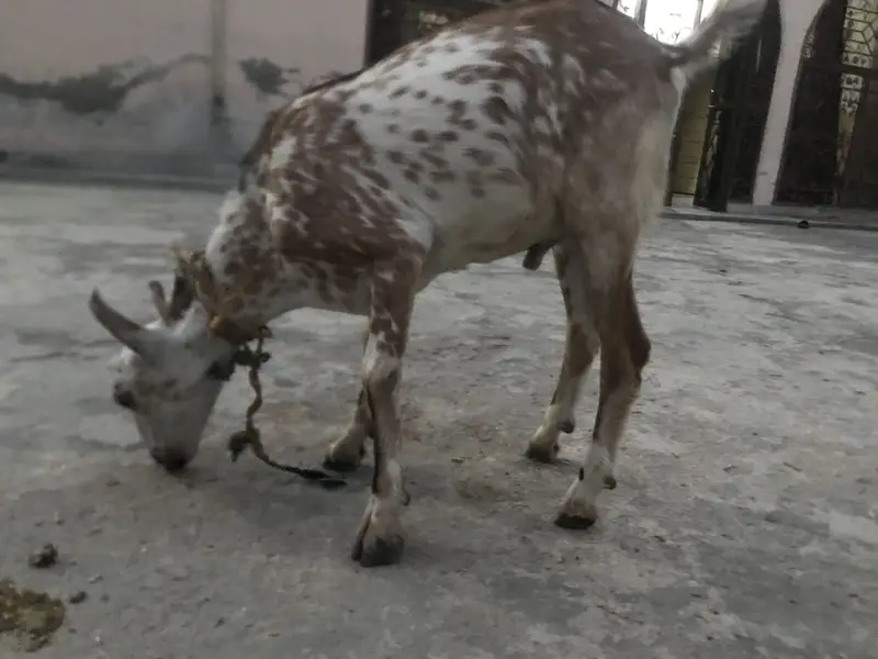 4 Teda for sale 2 male 1 female for sale in reasonable price — photo 4