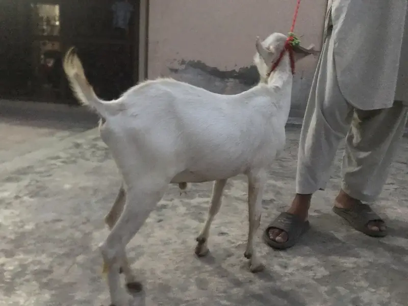4 Teda for sale 2 male 1 female for sale in reasonable price — photo 5