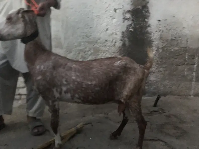 4 Teda for sale 2 male 1 female for sale in reasonable price — photo 6