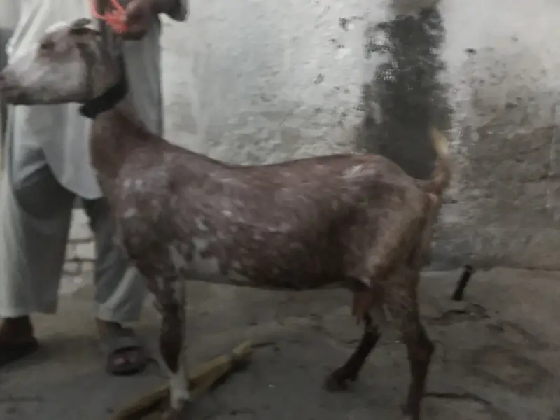 4 Teda for sale 2 male 1 female for sale in reasonable price — photo 7