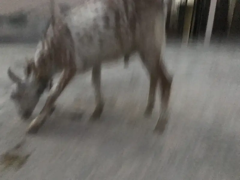 4 Teda for sale 2 male 1 female for sale in reasonable price — photo 8